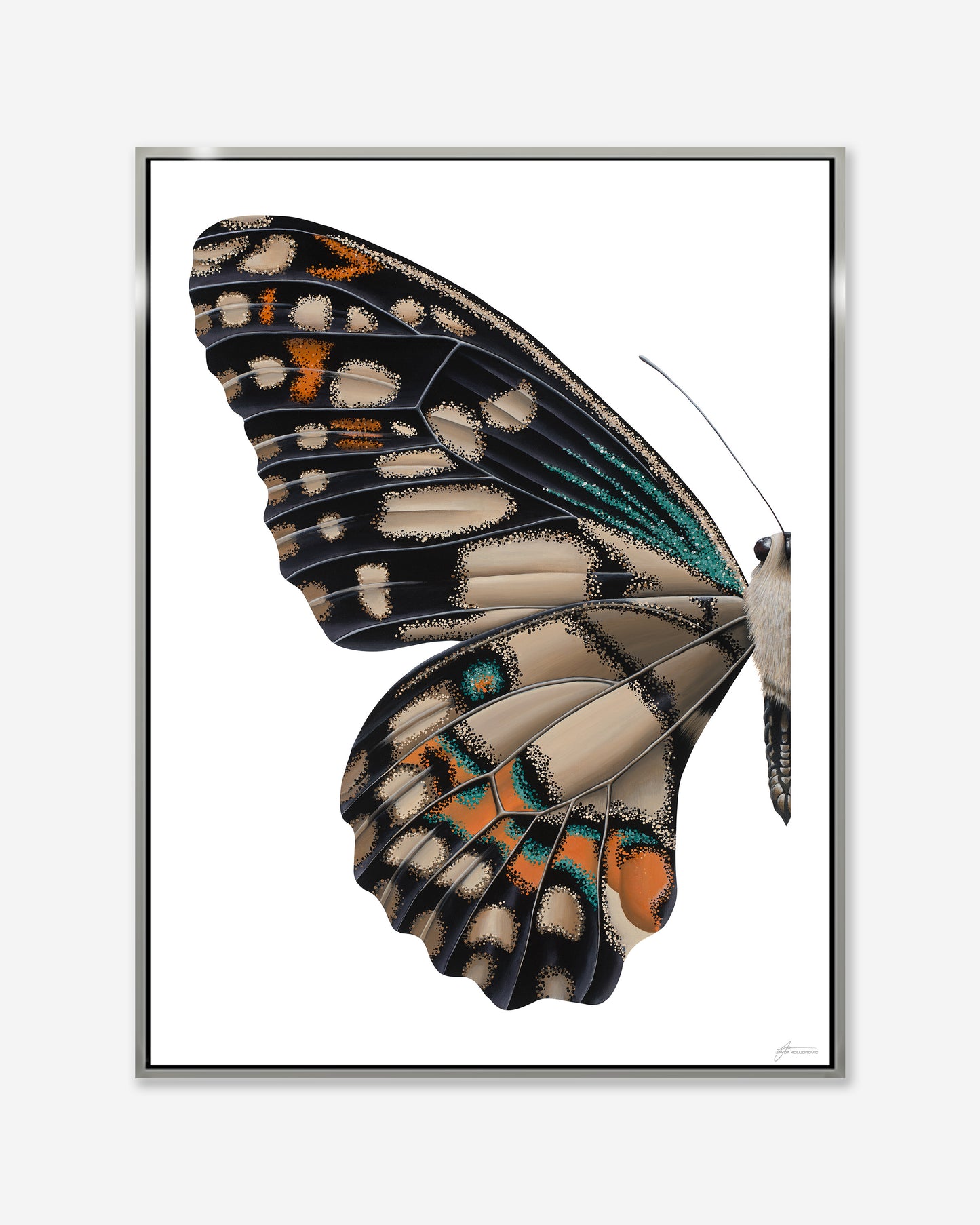 Lime Swallowtail Butterfly — Framed Canvas Print
