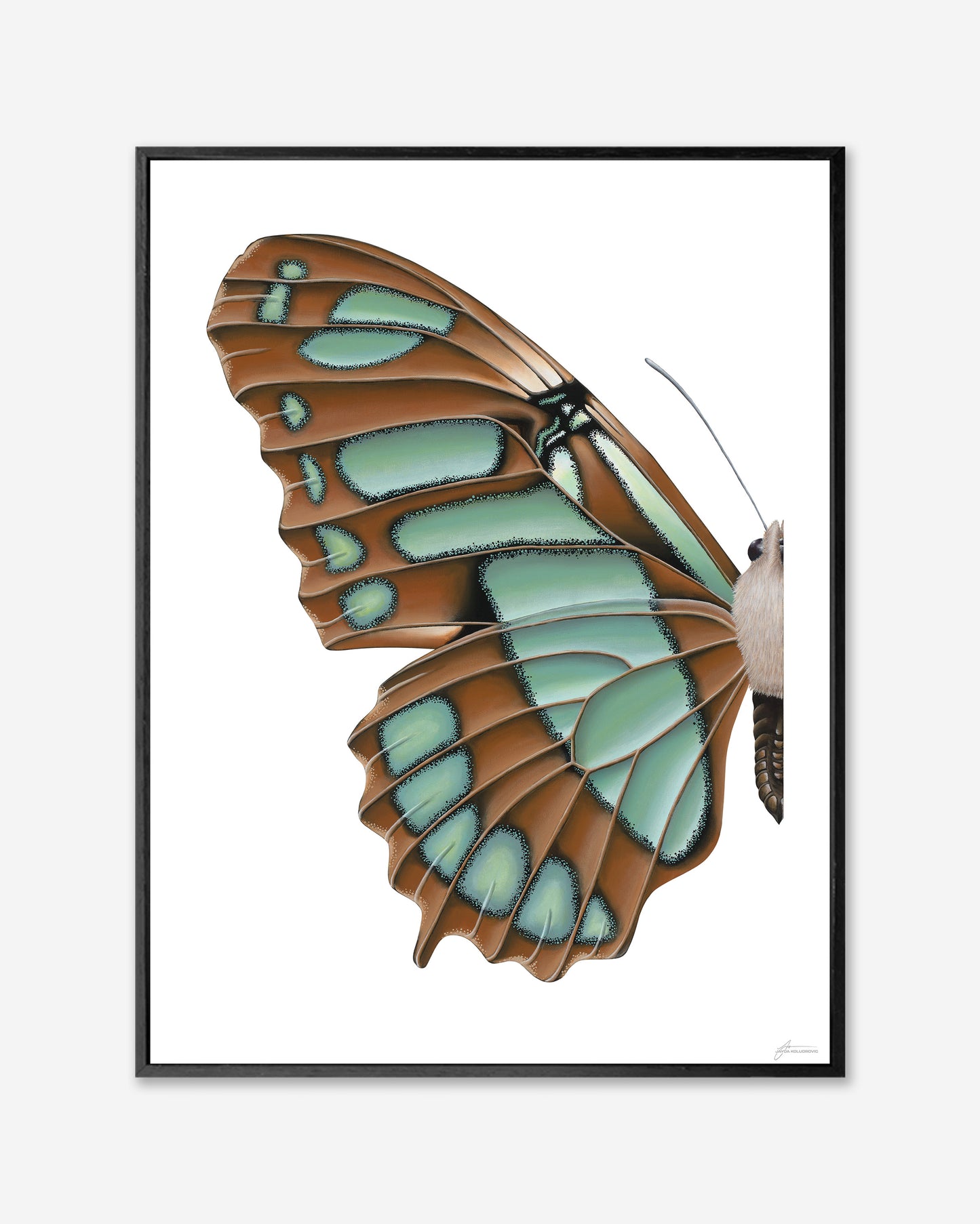 Blue Malachite Butterfly — Framed Canvas Print