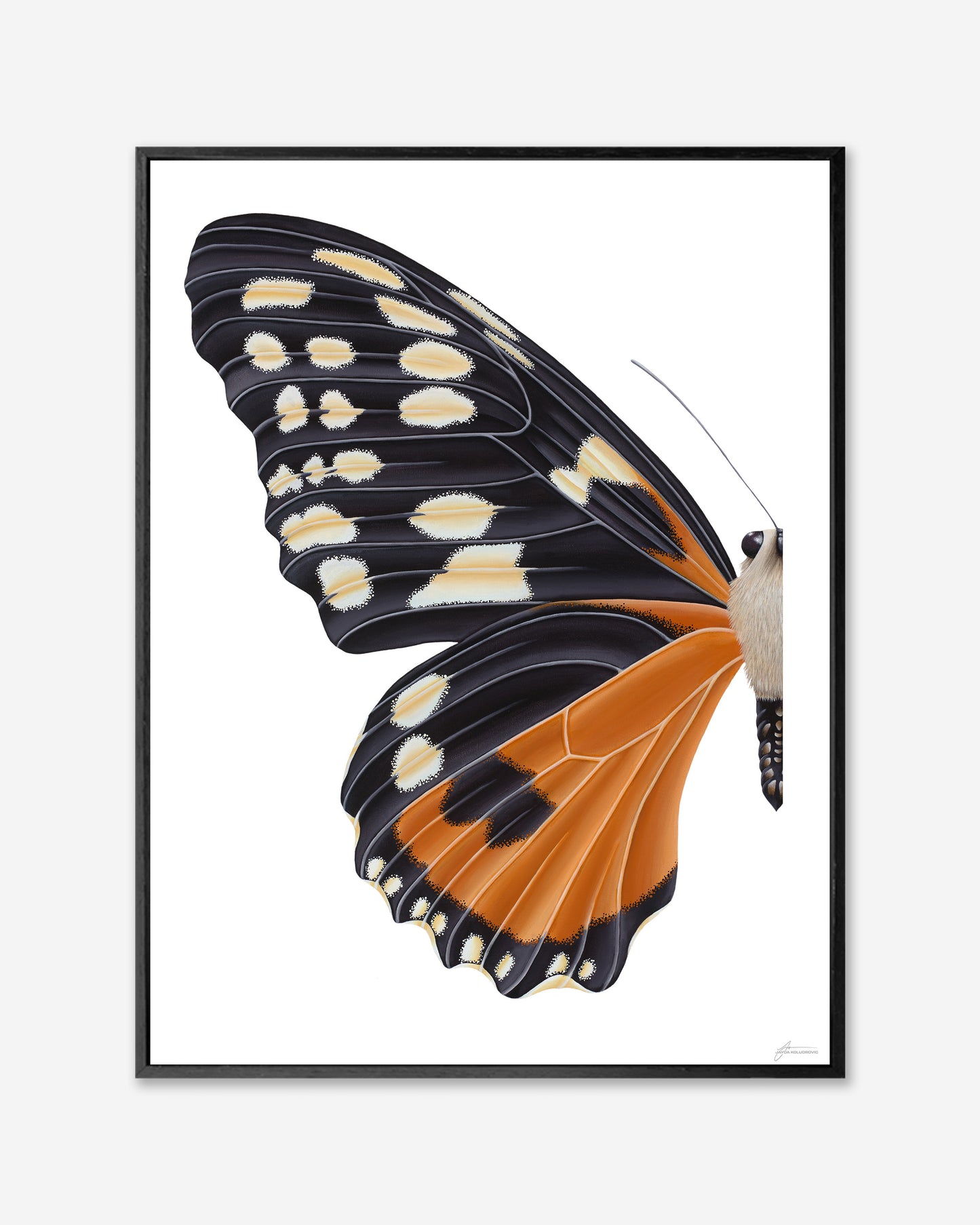 Orange Tiger Longwing Butterfly — Framed Canvas Print