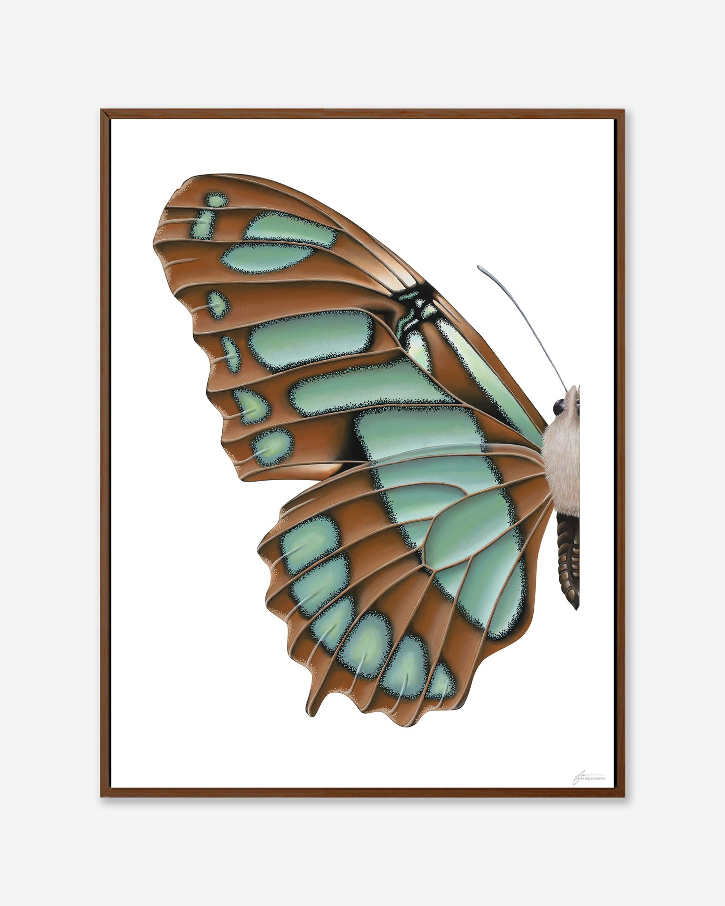 Blue Malachite Butterfly — Framed Canvas Print