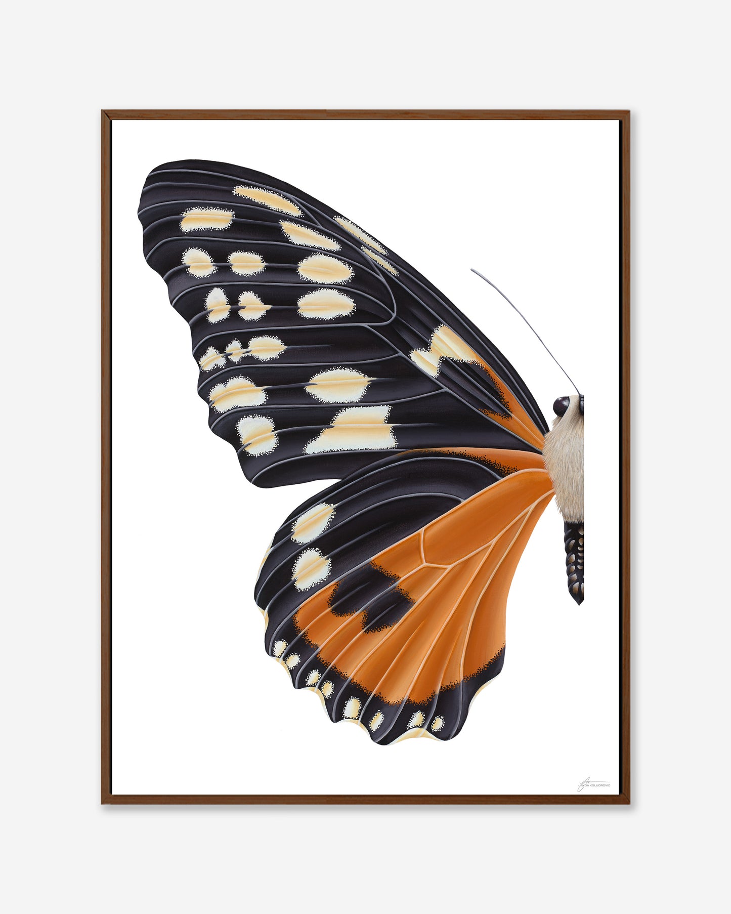 Orange Tiger Longwing Butterfly — Framed Canvas Print