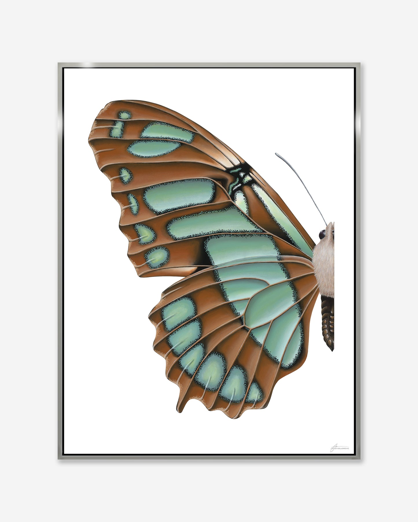 Blue Malachite Butterfly — Framed Canvas Print