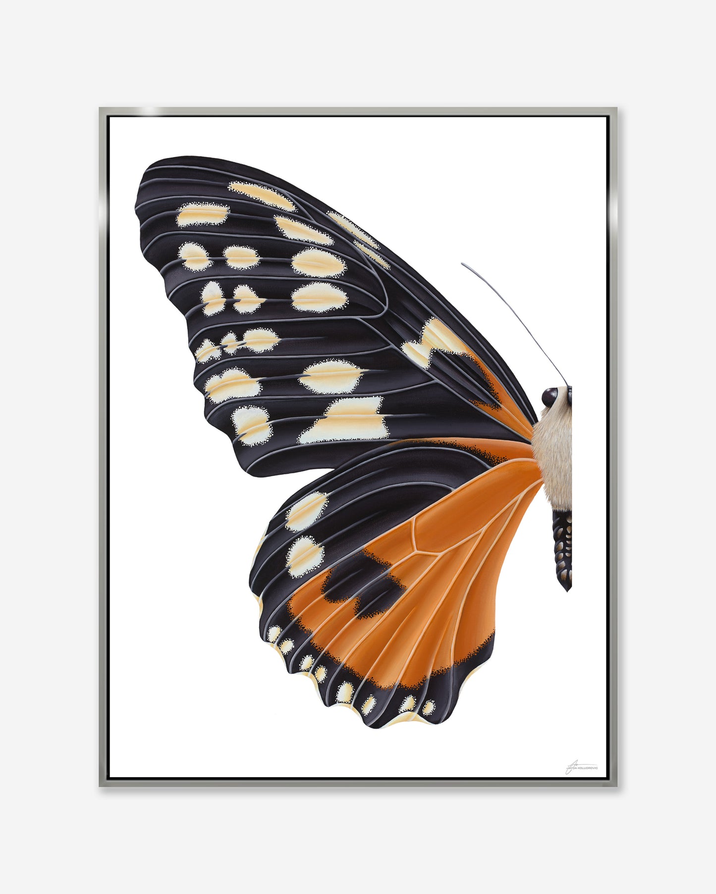 Orange Tiger Longwing Butterfly — Framed Canvas Print