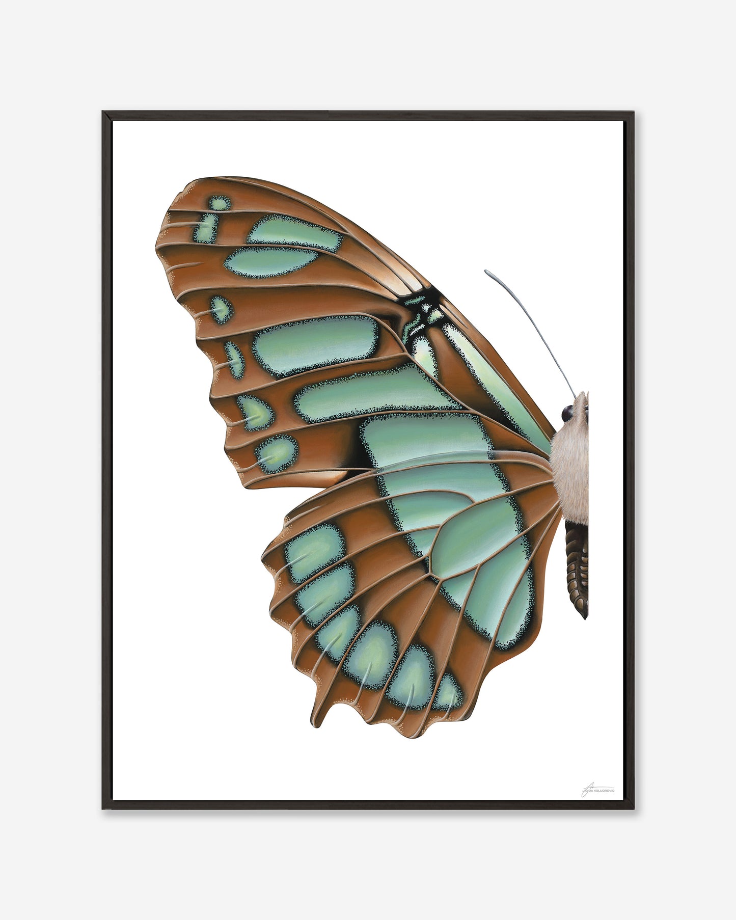 Blue Malachite Butterfly — Framed Canvas Print