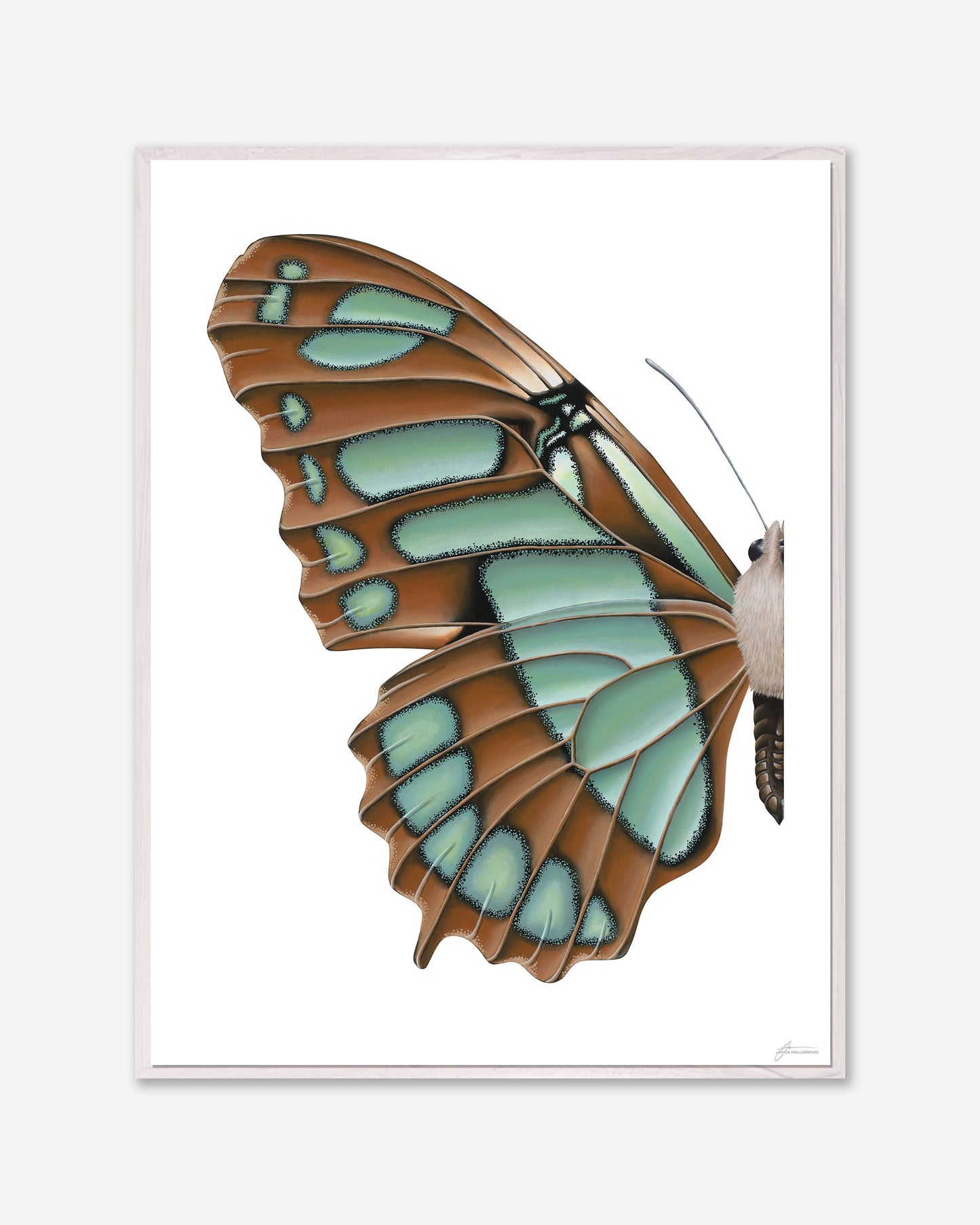 Blue Malachite Butterfly — Framed Canvas Print