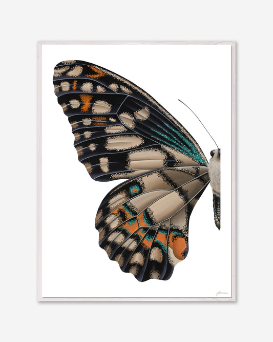Lime Swallowtail Butterfly — Framed Canvas Print