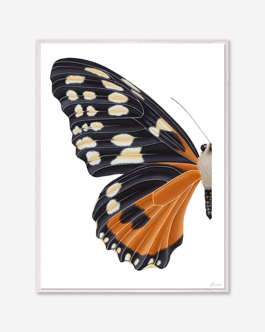 Orange Tiger Longwing Butterfly — Framed Canvas Print